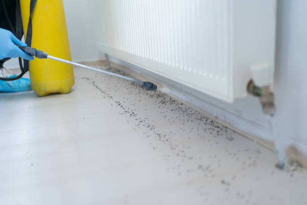 Best Residential Pest Control  in Hansen, ID
