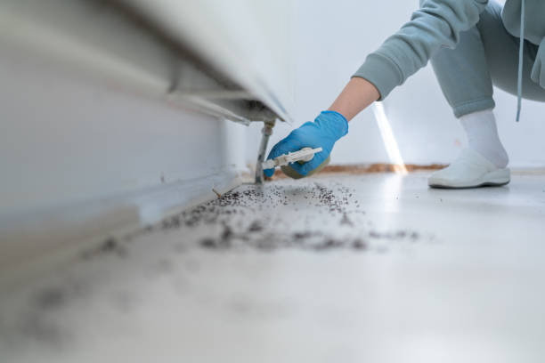 Wasp Removal Services in Hansen, ID